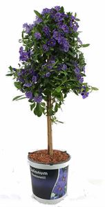 Afbeelding van KP19 Solanum  stam "Actie" rantonetti Bleu